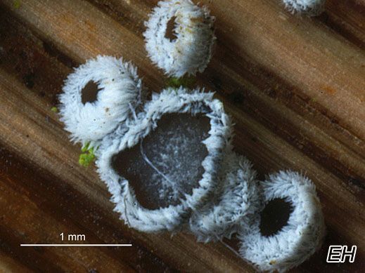 Lachnella alboviolascens - Weißviolettliches Haarbecherchen