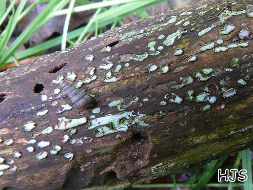 Propolomyces versicolor - Grauweißes Holzscheibchen