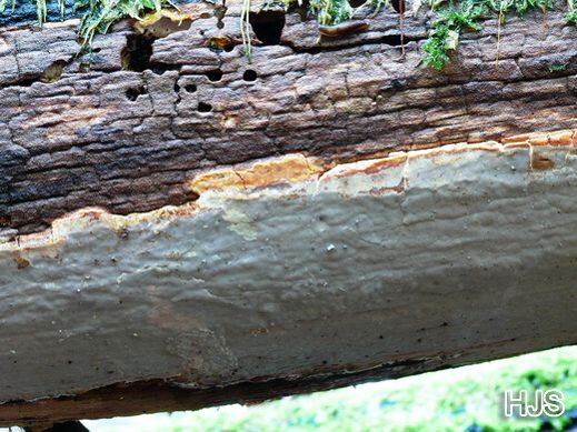 Scytinostroma portentosum – Auffälliger Lederrindenpilz
