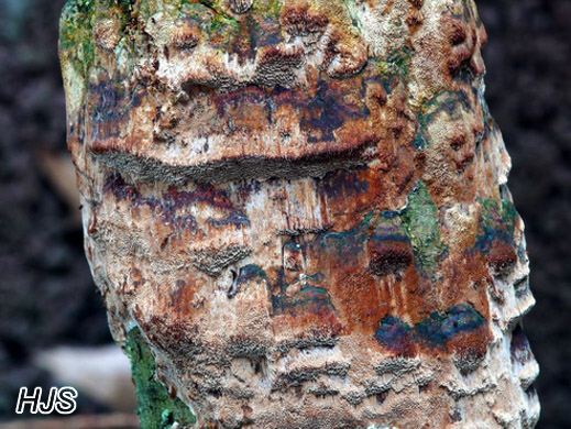 Dichomitus campestris - Schwärzende Tramete, Haselporling