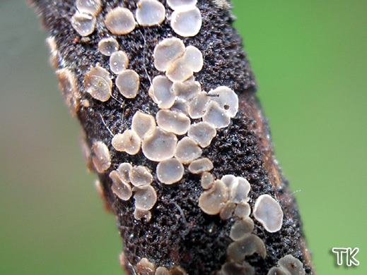 Mollisia fusca - Braungraues Filzbecherchen