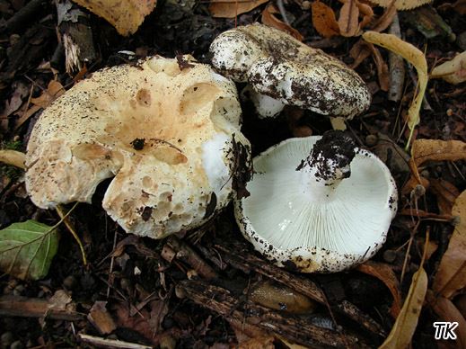 Russula chloroides - Schmalblättriger Weißtäubling