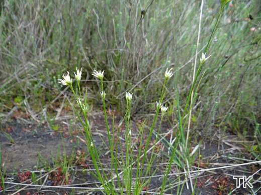 Rhynchospora alba - Weißes Schnabelried