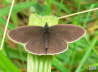 aphantopus_hyperantus_mh