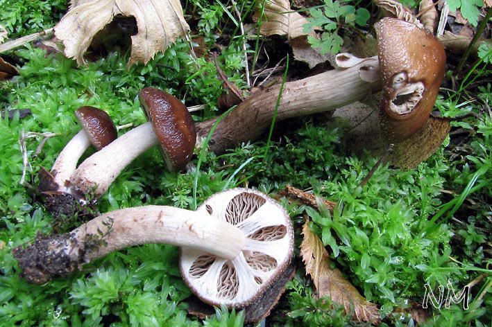 Agrocybe erebia