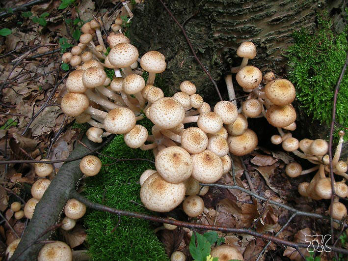 Armillaria mellea