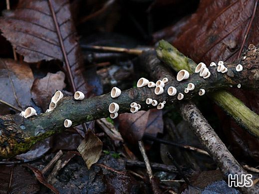 Auriculariopsis ampla - Judasöhrchen
