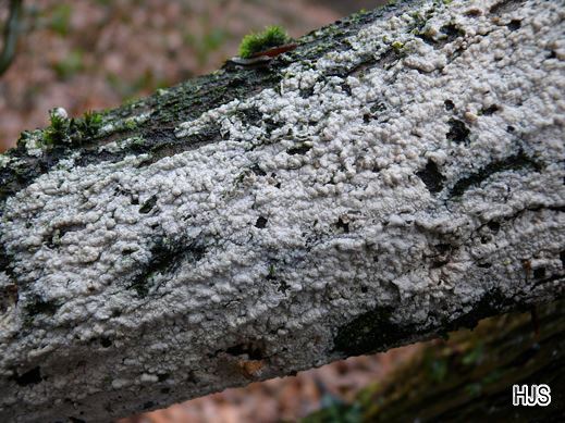 Botryobasidium subcoronatum - Schnallentragende Traubenbasidie