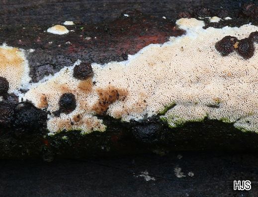 Ceriporiopsis gilvescens - Fleckender Harzporling