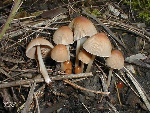 Braunhaariger Tintling - Coprinus auricomus