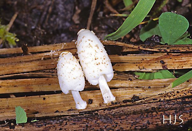 Coprinus friesii 
