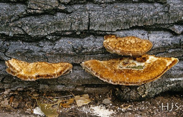 Blasse Borstentramete - Coriolopsis trogii