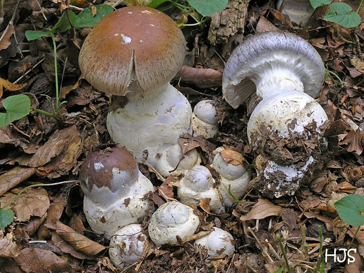 Cortinarius praestans