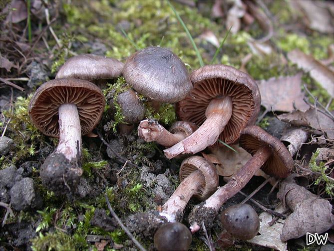 Cortinarius vernus