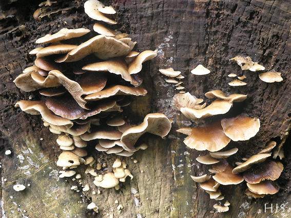 Crepidotus mollis
