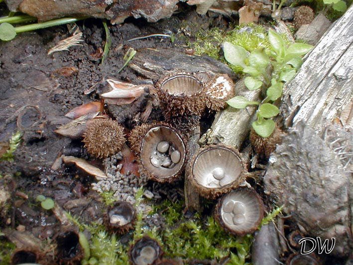 Cyathus striatus