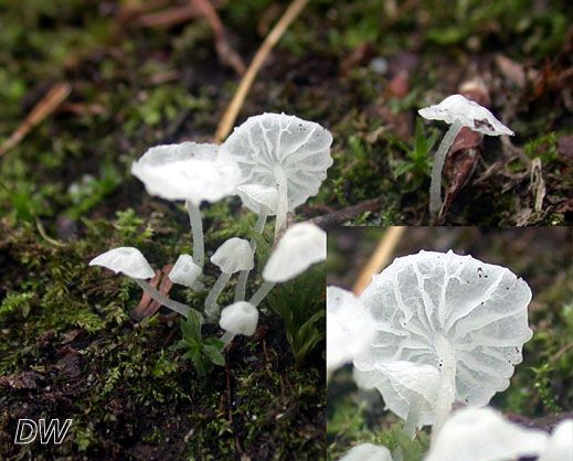 Delicatula integrella