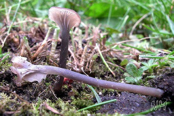 Lilagrauer Rötling - Entoloma incarnatofuscescens