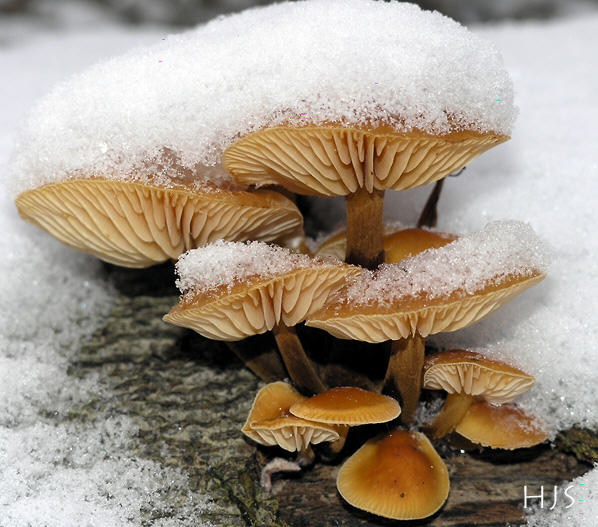 Flammulina velutipes