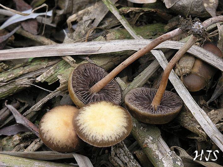 Hypholoma subericaeum