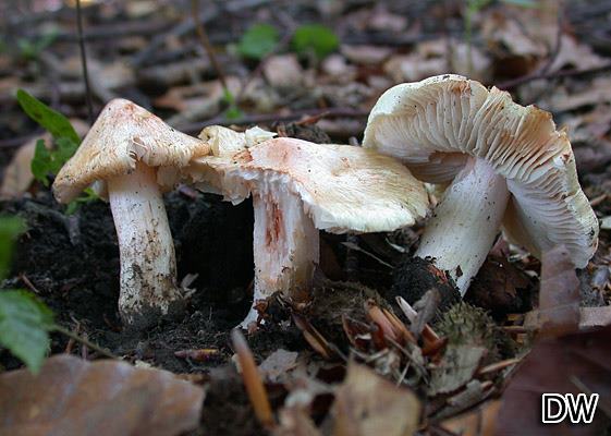 Inocybe erubescens