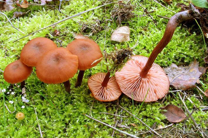 Laccaria proxima