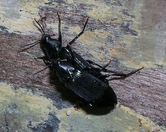 Melandrya caraboides