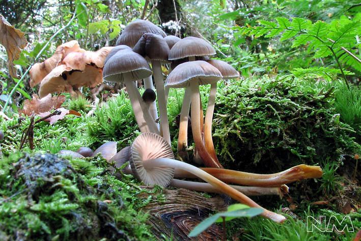Mycena inclinata