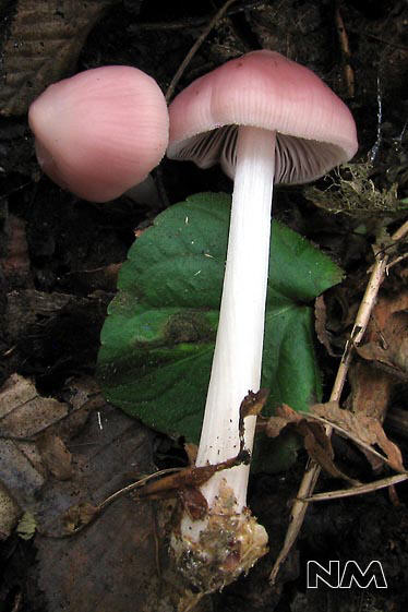 Mycena rosea