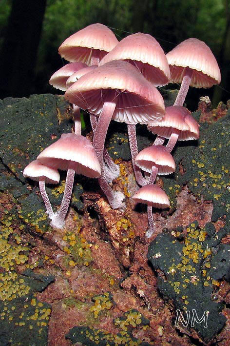 Mycena haematopus