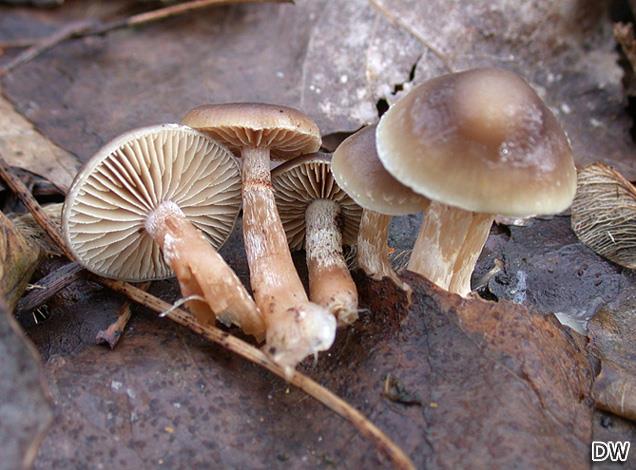 Pholiota oedipus