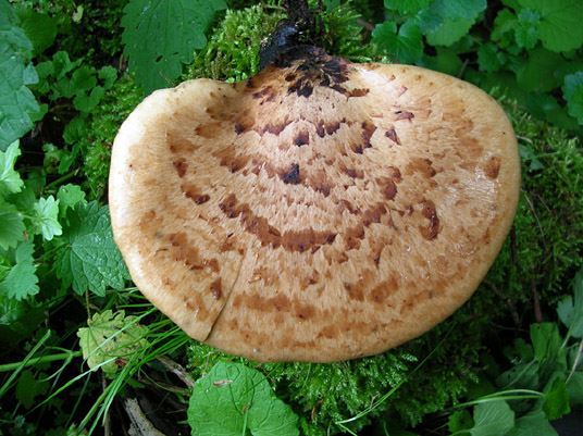 Polyporus squamosus