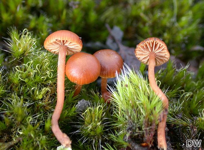 Psilocybe montana