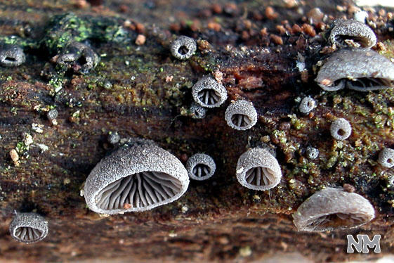 Resupinatus applicatus