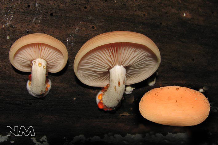 Rhodotus palmatus