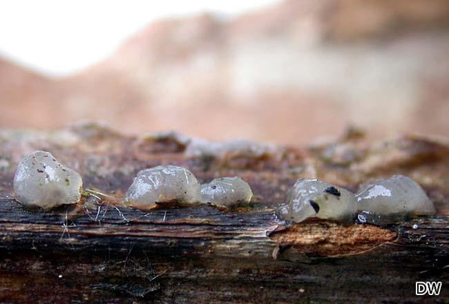 Tremella globospora