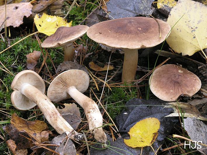 Tricholoma imbricatum
