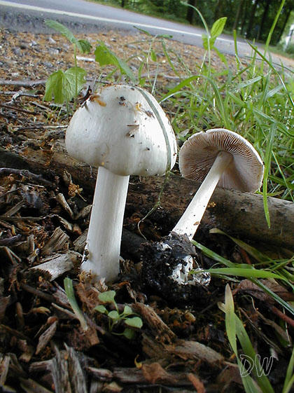 Volvariella gloiocephala