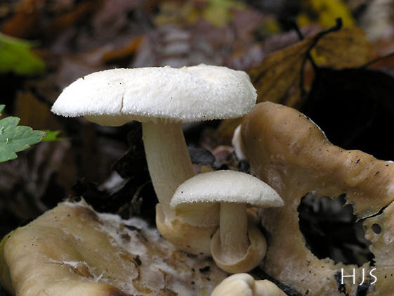 Volvariella surrecta