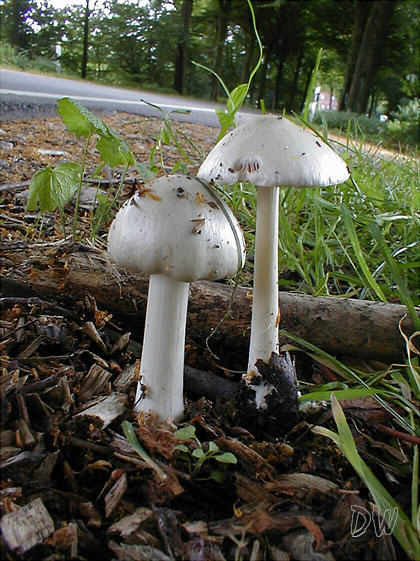 Volvariella gloiocephala