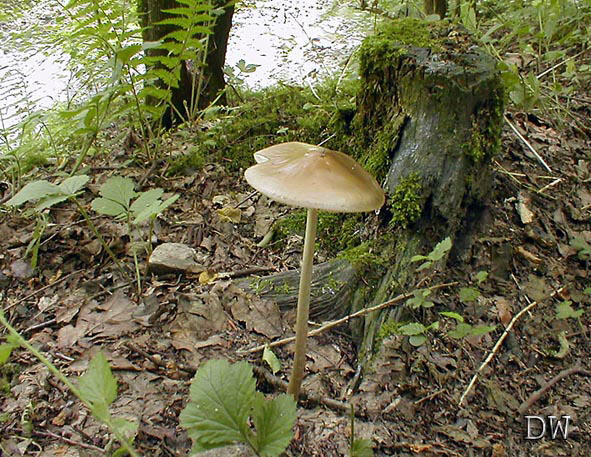 Xerula radicata