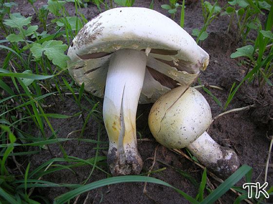 Agaricus arvensis