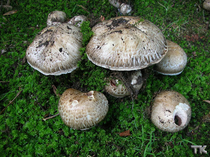 Agaricus vaporarius