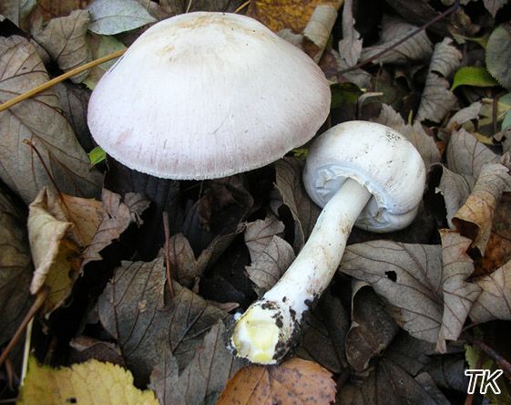Agaricus xanthoderma