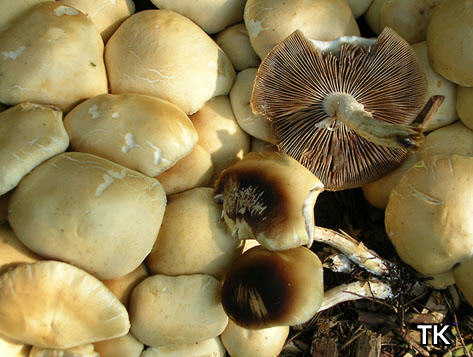 Agrocybe praecox