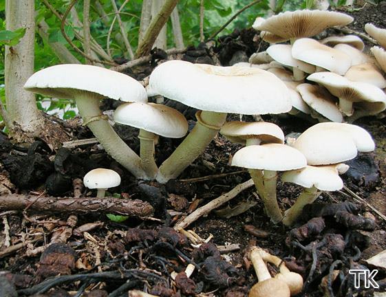 Agrocybe cylindracea