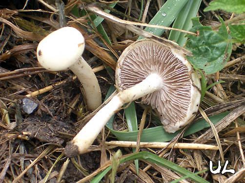 Agrocybe dura