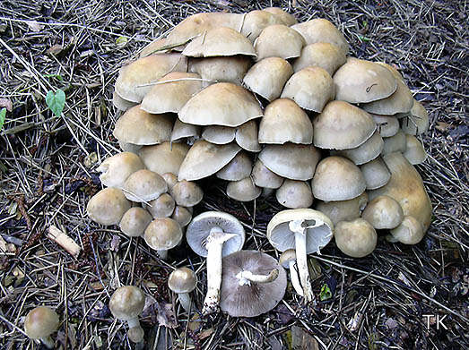 Agrocybe praecox