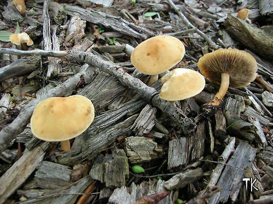 Falber Ackerling - Agrocybe putaminum 