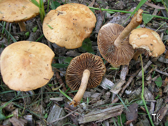 Agrocybe putaminum 